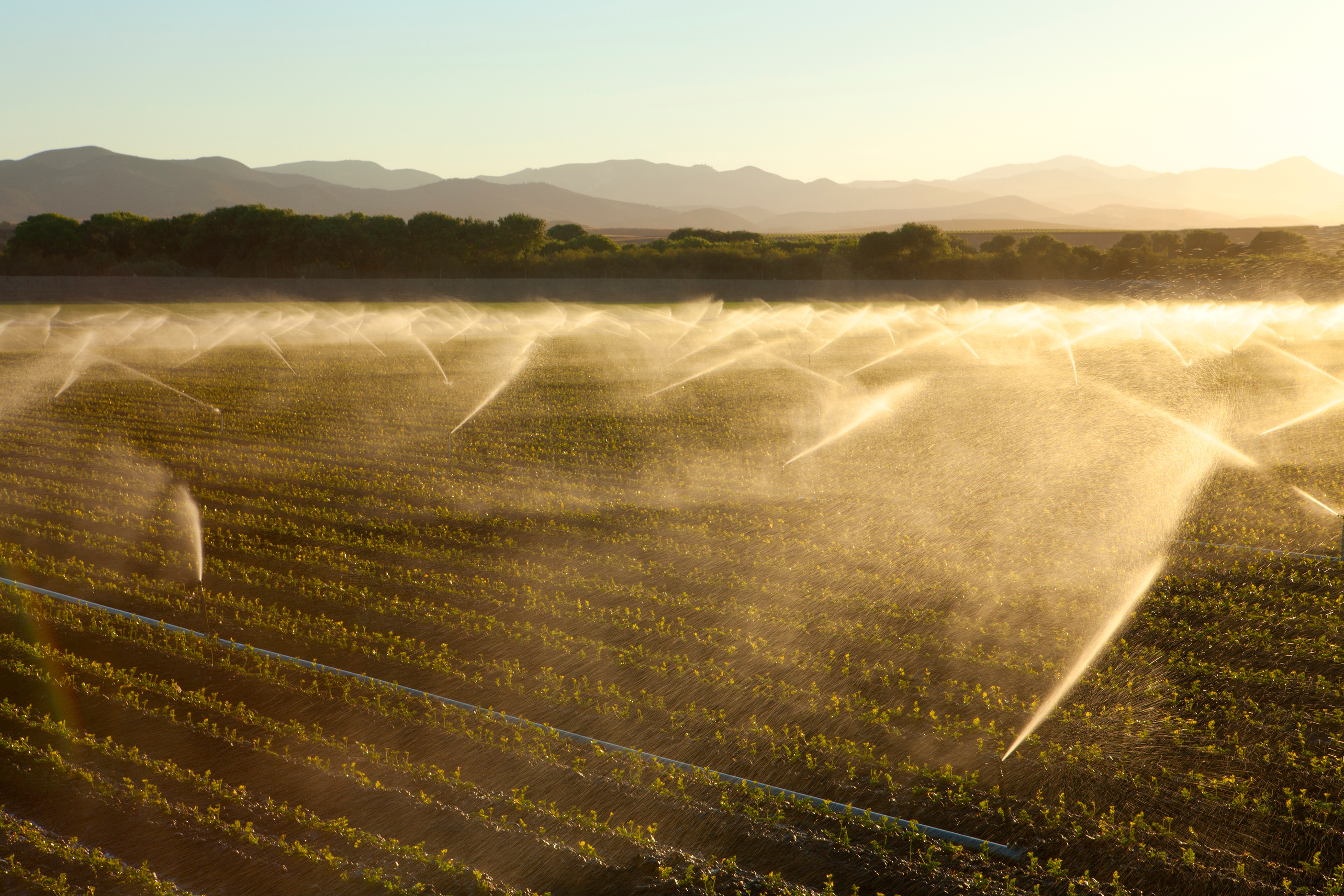 Crop Irrigation In California's Central Valley